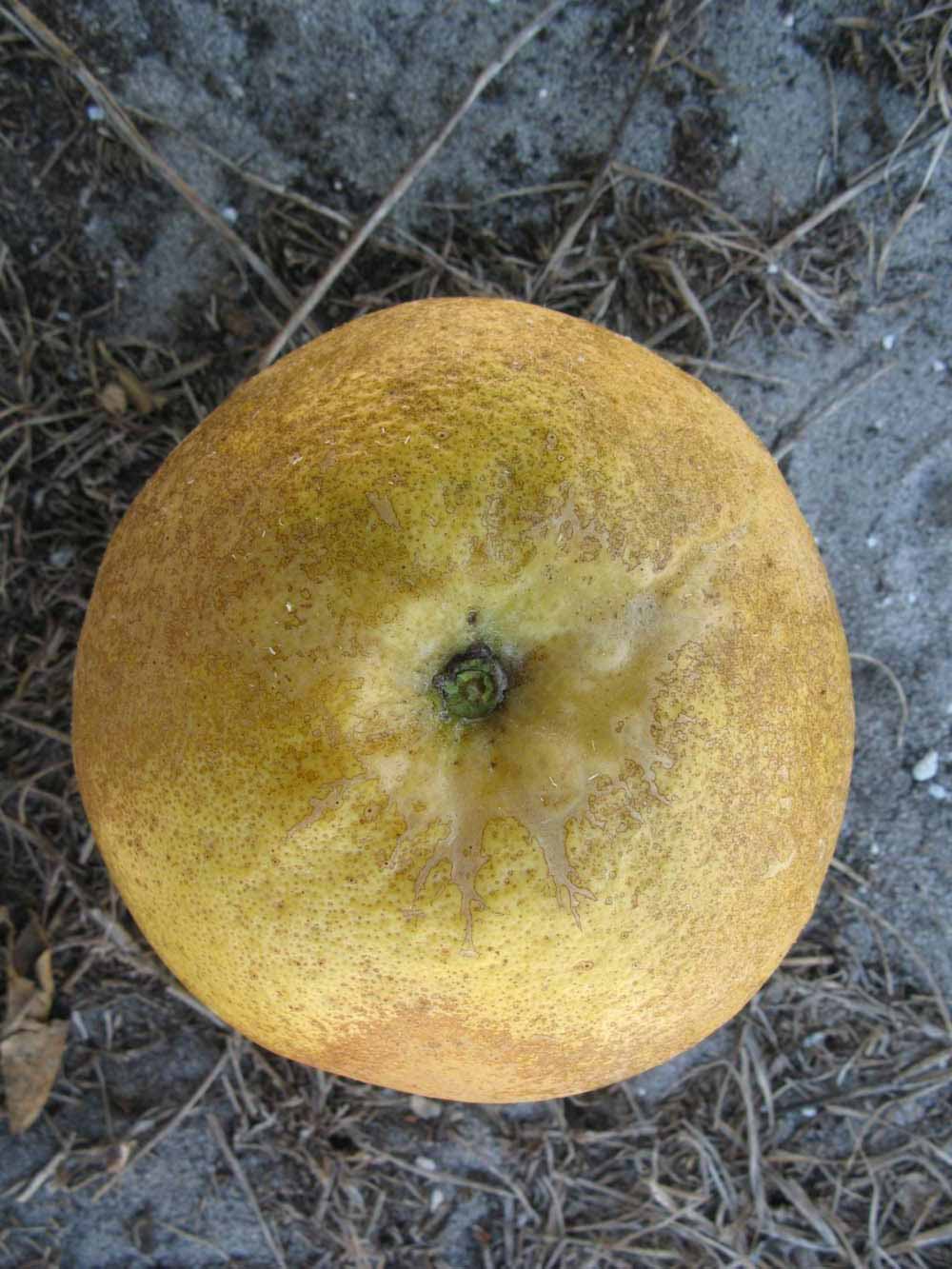              Fruit (Winter Haven, FL)       